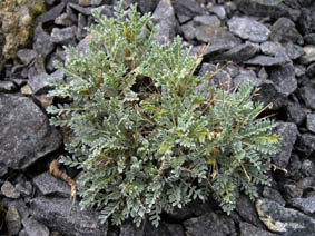 Astragalus angustifolius